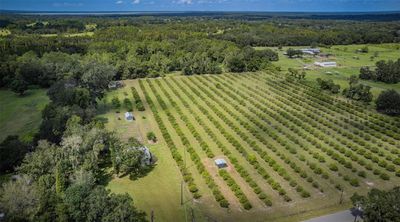 10 acres of 10 year old orange groves | Image 3