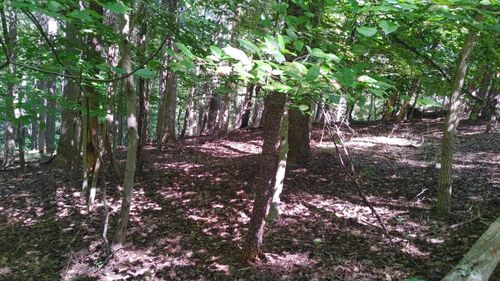 Lot 53 Ridgeway Ct, Moneta, VA, 24121 | Card Image
