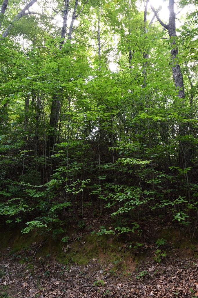 Land in Robbinsville 3