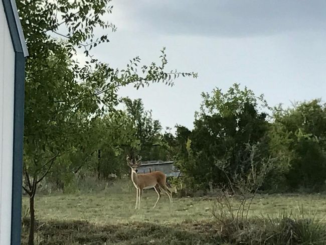 AB-363-AND-495 - 1500 Sales Rd, Home with 0 bedrooms, 0 bathrooms and null parking in Mertzon TX | Image 56