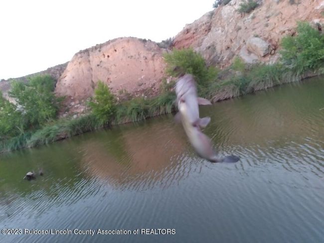 Trout native to Black River | Image 69