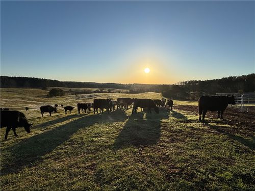 1160 Al Highway 77, Roanoke, AL, 36274 | Card Image