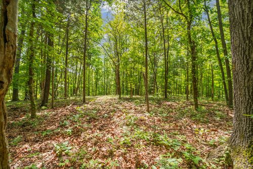 1 Budds Creek Rd, Palmyra, TN, 37142 | Card Image
