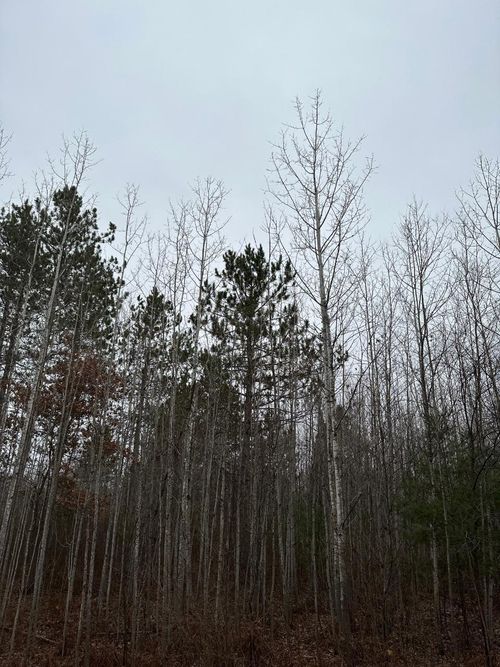 4067-g-ON Burrows Lake Rd, Tomahawk, WI, 54487 | Card Image