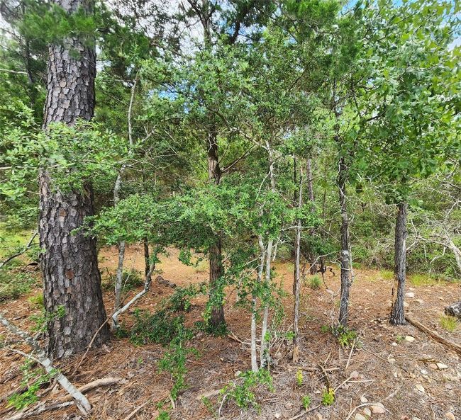 View of nature | Image 5