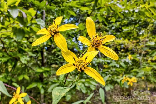 190-1696 Catawba Falls Pkwy, Black Mountain, NC, 28711-0046 | Card Image