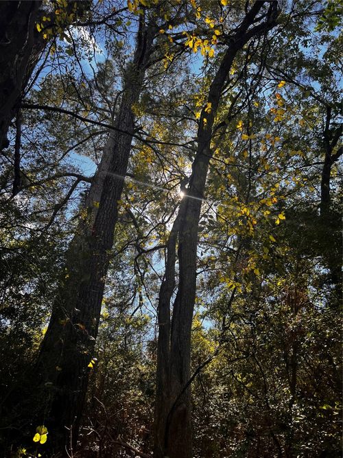 411 Laura Ln, Bastrop, TX, 78602-7637 | Card Image