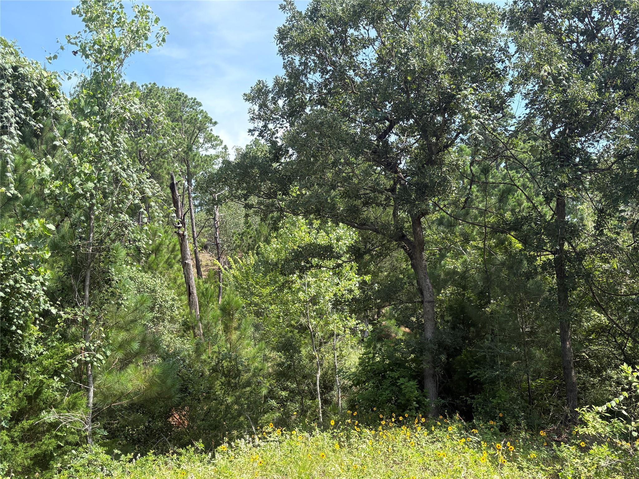 Land in Bastrop 5