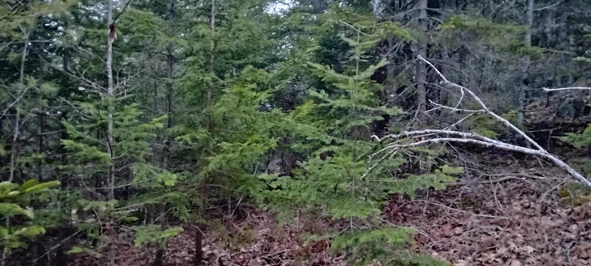 Land in Pembroke 5
