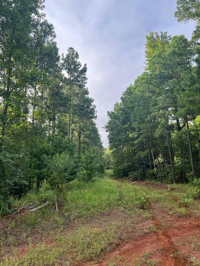 0 An County Rd 441, Home with 2 bedrooms, 1 bathrooms and null parking in Palestine TX | Image 3