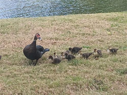 apt-4105-14130 Rosemary Ln, LARGO, FL, 33774-2922 | Card Image