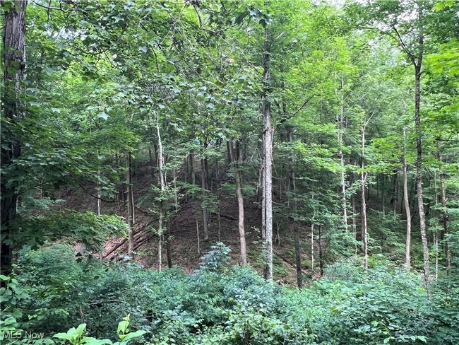 View of woods | Image 5