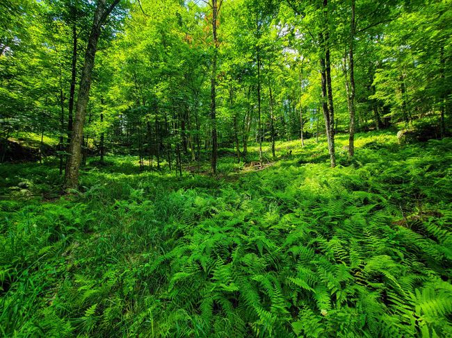 1730 Sinclair Rd, Home with 0 bedrooms, 0 bathrooms and null parking in Johnson VT | Image 18