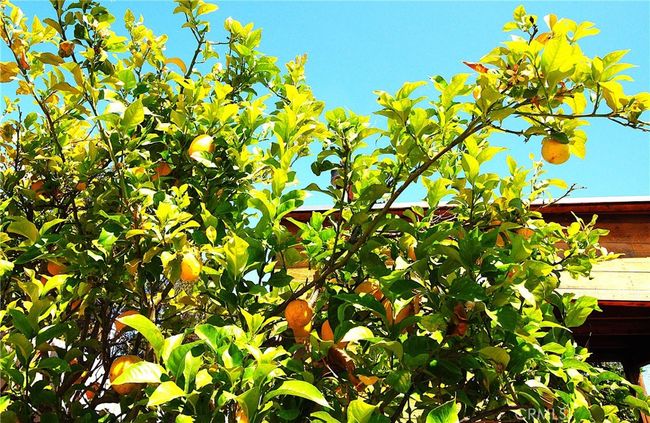 Orange tree in back yard | Image 37