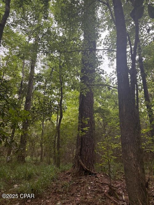 0 Pt Milligan Rd, Quincy, FL, 32352 | Card Image