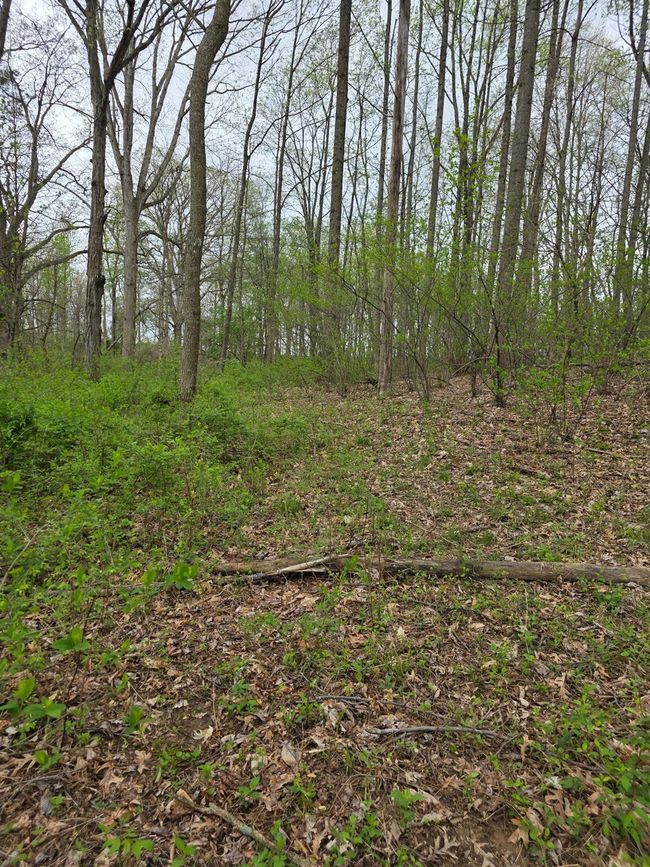 0 State Road 129, Home with 0 bedrooms, 0 bathrooms and null parking in Vevay IN | Image 5
