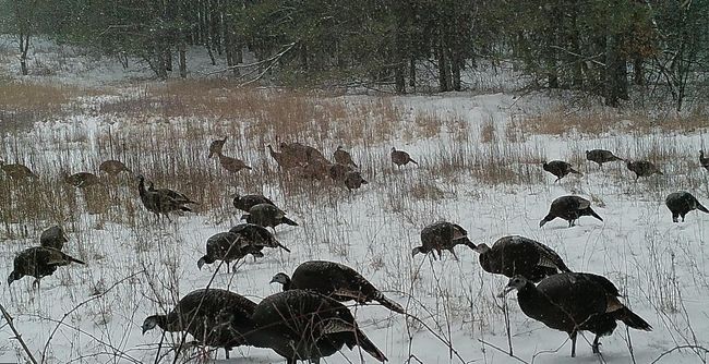 Turkey Mania 2.jpg | Image 22