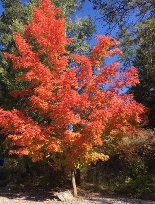 1025 Saint Andrews Dr, Columbia Falls, MT, 59912-8887 | Card Image