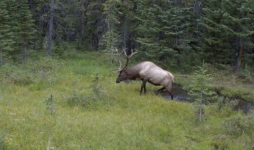 75 Jack Creek, Basin, MT, 59631 | Card Image