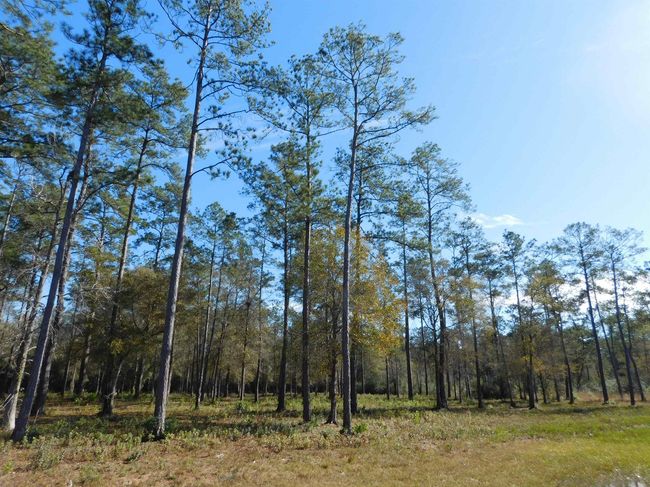 HWY-421 - 9245 Bear Creek Creek Drive, Home with 0 bedrooms, 0 bathrooms and null parking in Kountze TX | Image 8