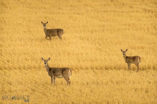 TBD Skinner Rd, Belgrade, MT, 59714 | Card Image