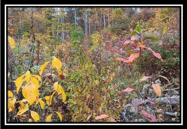 TRACT-1 - 34482 Huston Rd, Home with 0 bedrooms, 0 bathrooms and null parking in Radcliff OH | Image 19