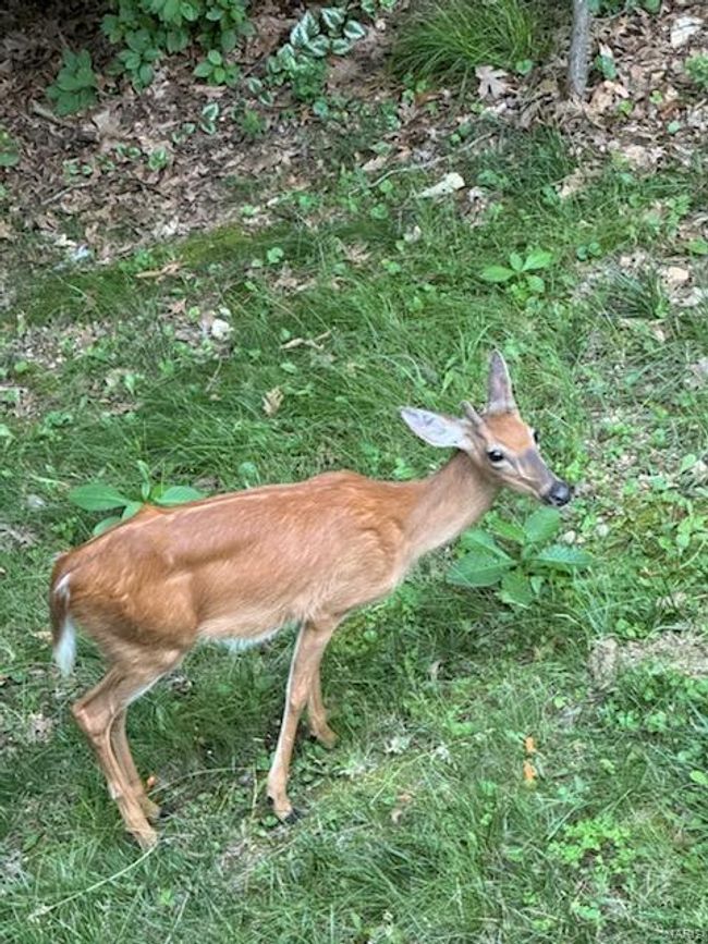 Woodland friends up close. | Image 36