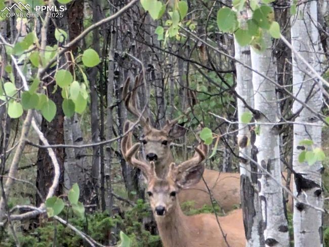 2413 County Rd 403, House other with 4 bedrooms, 3 bathrooms and 3 parking in Florissant CO | Image 43