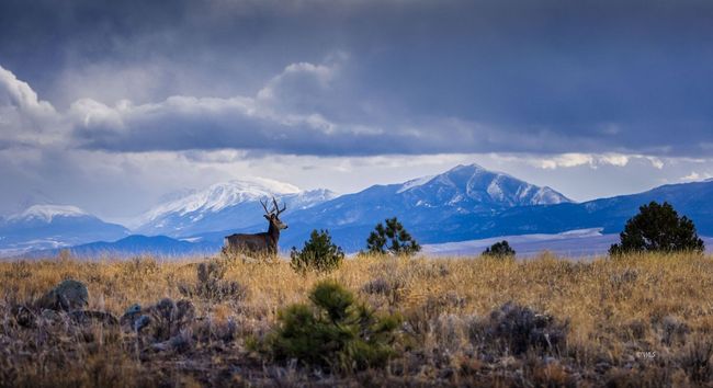 Elk against the Sangres | Image 33
