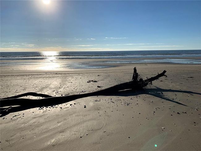 It is amazing the power of the water when you see full trees on the beach that came up over night... | Image 30