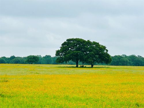 TBD Lot 5 County Road 127 Road, Ledbetter, TX, 78946 | Card Image