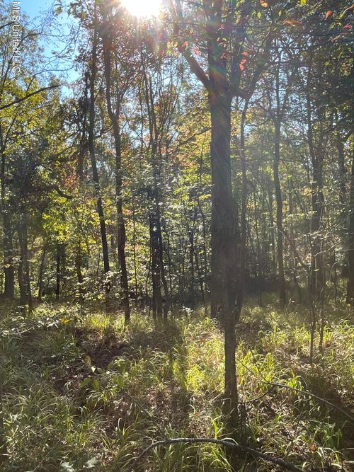 8339 County Road 53, Carrollton, MS, 38917-6120 | Card Image