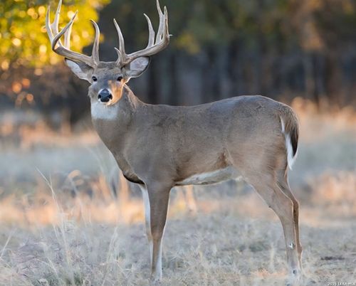 149,150,151 Fm 1796, Dhanis, TX, 78860 | Card Image