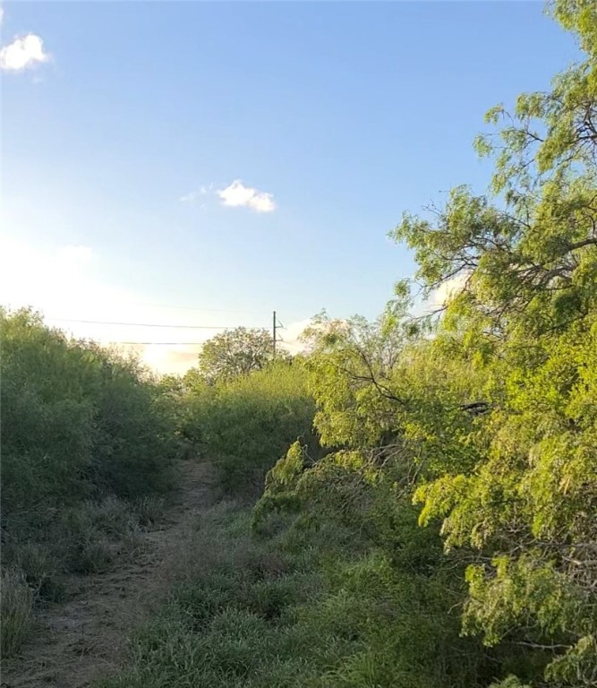 Farm in Kingsville 2