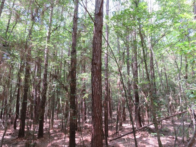 00 Highway 371, Home with 0 bedrooms, 0 bathrooms and null parking in Rosston AR | Image 13