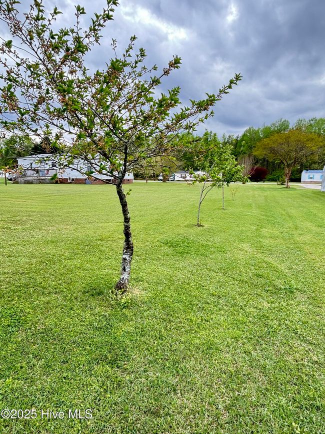 fruit trees | Image 47