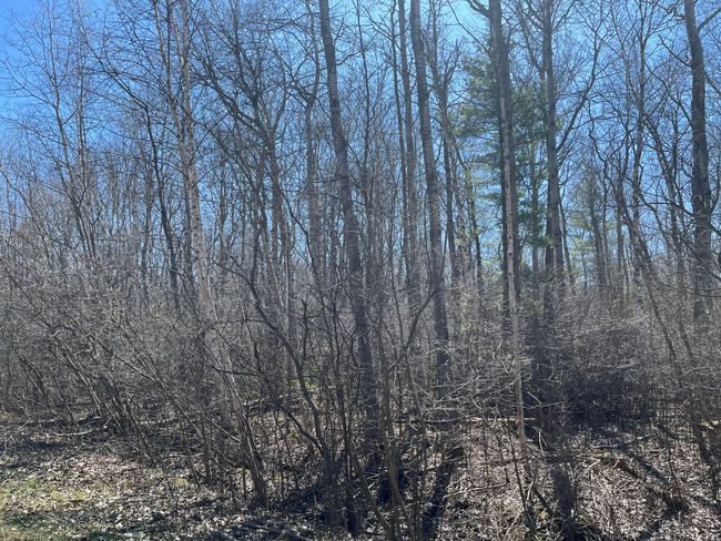 0 Chippewa Trl, Home with 0 bedrooms, 0 bathrooms and null parking in Cass City MI | Image 4