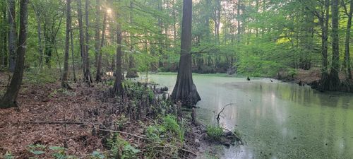 TBD County Road 430, Carthage, TX, 75633 | Card Image