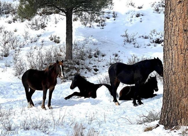 MT. CHARLESTON AREA - Wildlife | Image 39