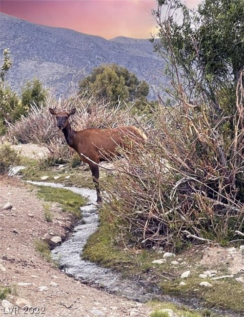 3 Clearview Ave, Cold Creek, NV, 89124-9259 | Card Image