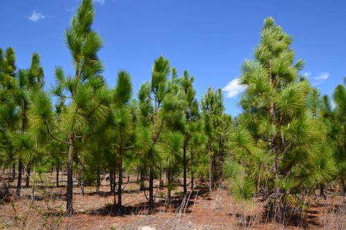 5659 State Rd S-28-31, Jefferson, SC, 29718 | Card Image