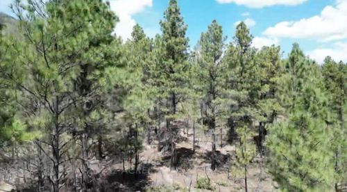 Behind1161 State Highway 434, Mora, NM, 87732 | Card Image