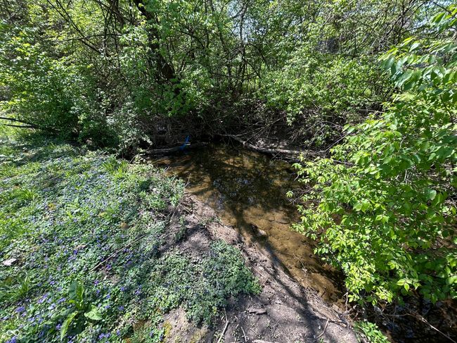 Creek has fish! | Image 10