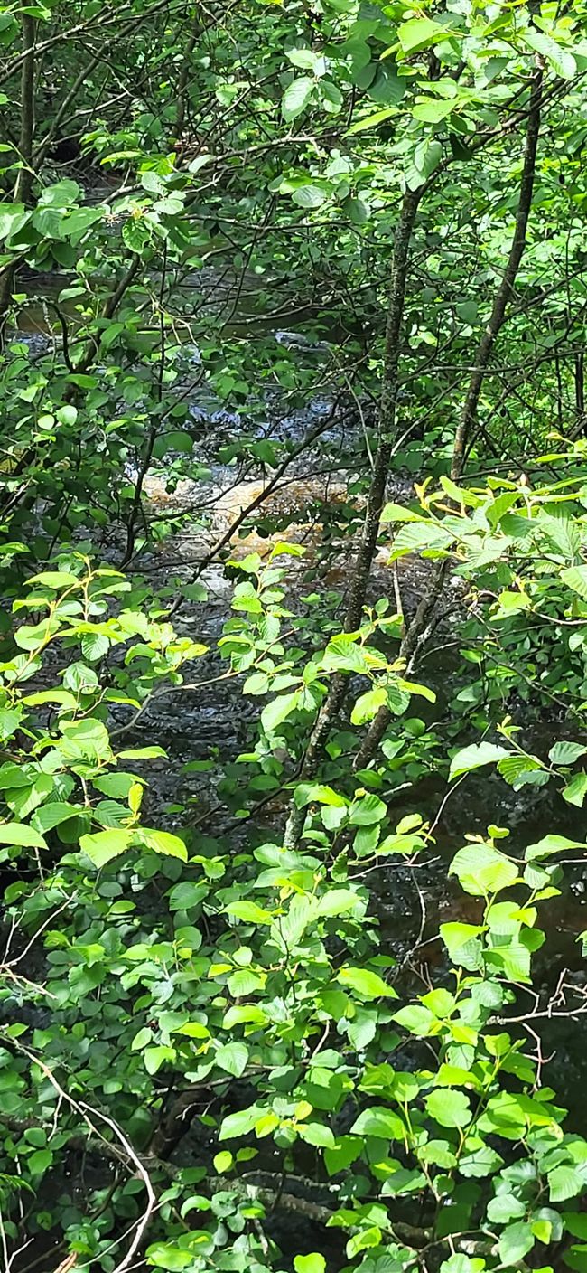 Scales Brook | Image 6
