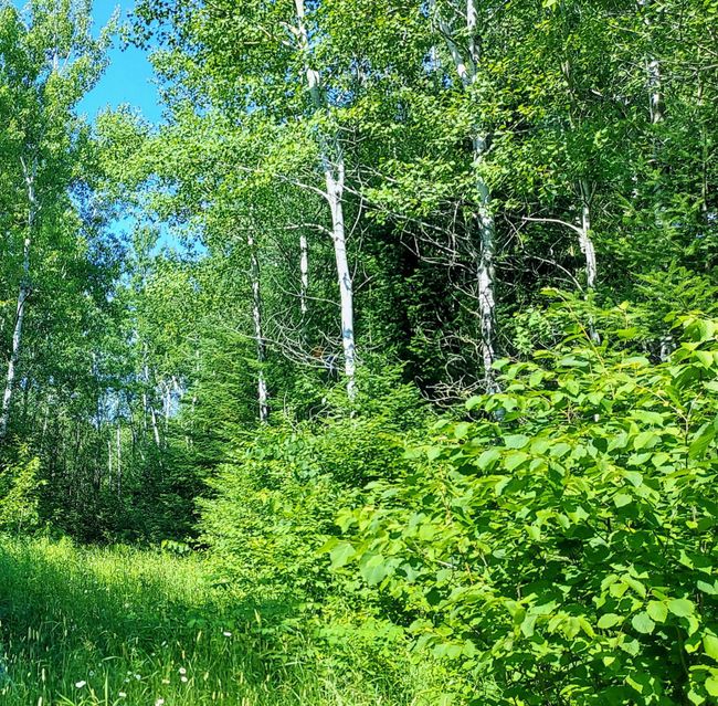 toward public land | Image 7