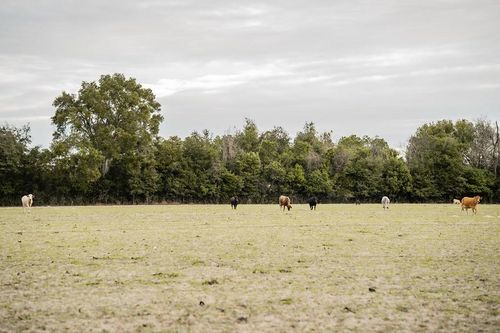 Lot 2 Country Hall Road, Chiefland, FL, 32626 | Card Image