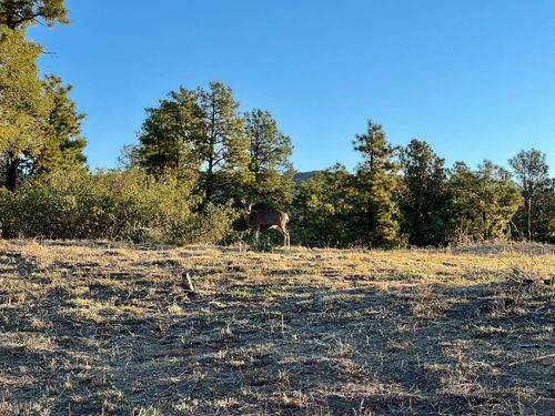 4226 Alabama Ave, Los Alamos, NM, 87544-1645 | Card Image