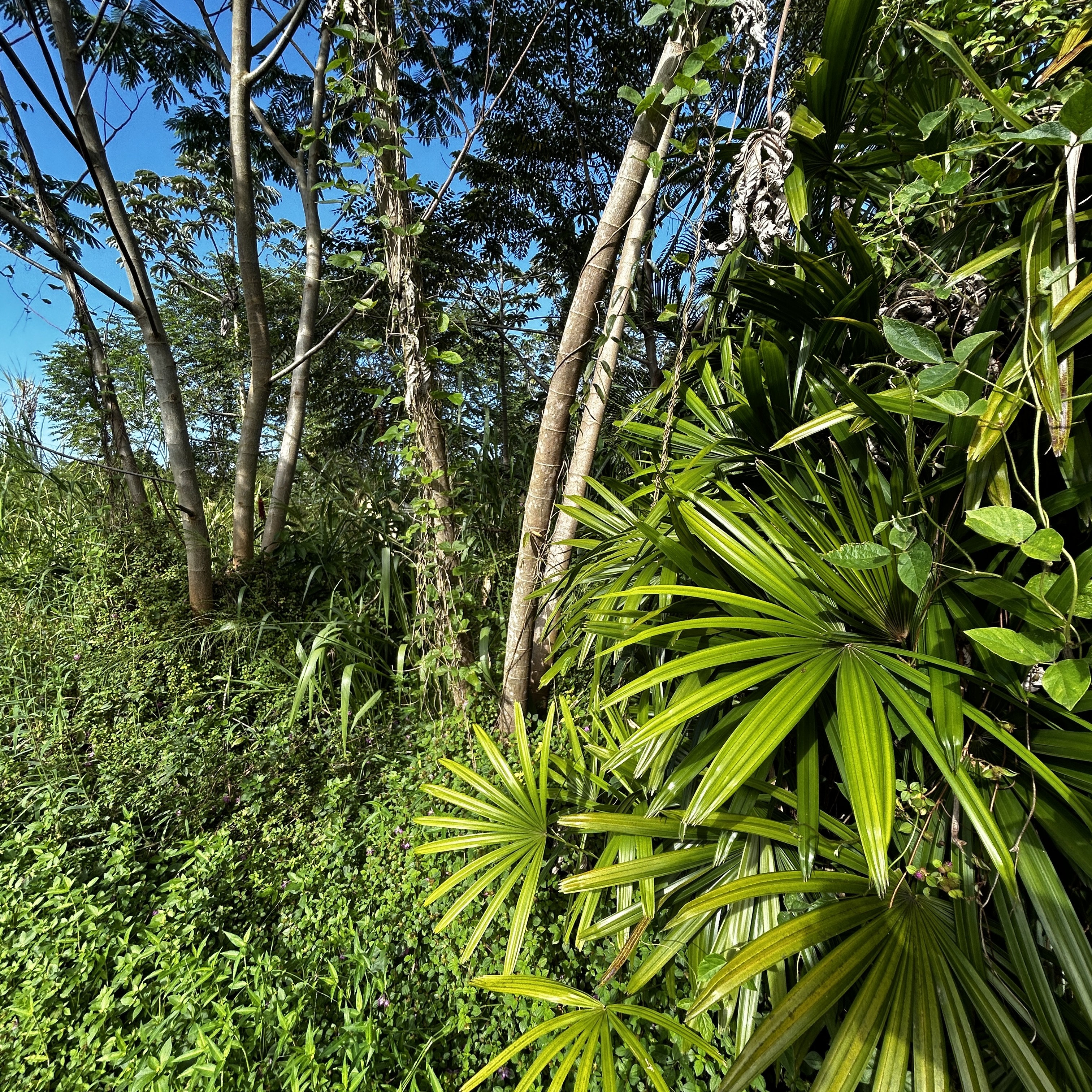 Land in Pahoa 2