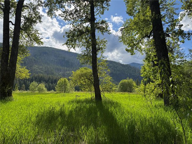 Mature trees | Image 11