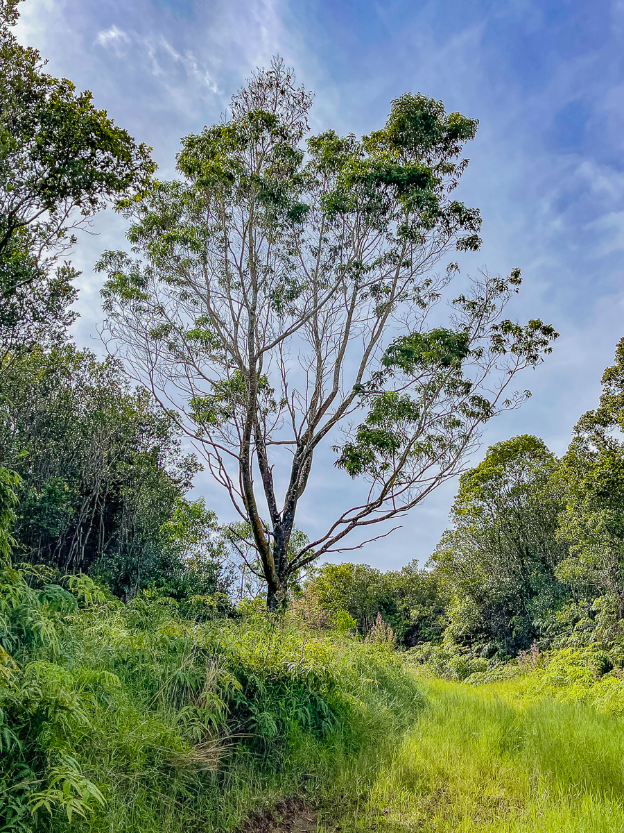 Land in Papaaloa 4
